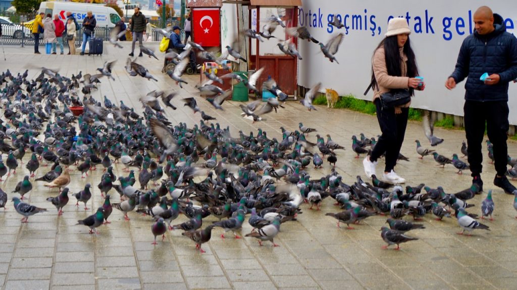 Feeding the Pigeons